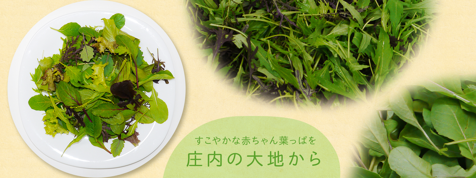 すこやかな赤ちゃん葉っぱを 庄内の大地から